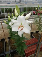 [4482 PO70 O 00 10149-01 No01.JPG]